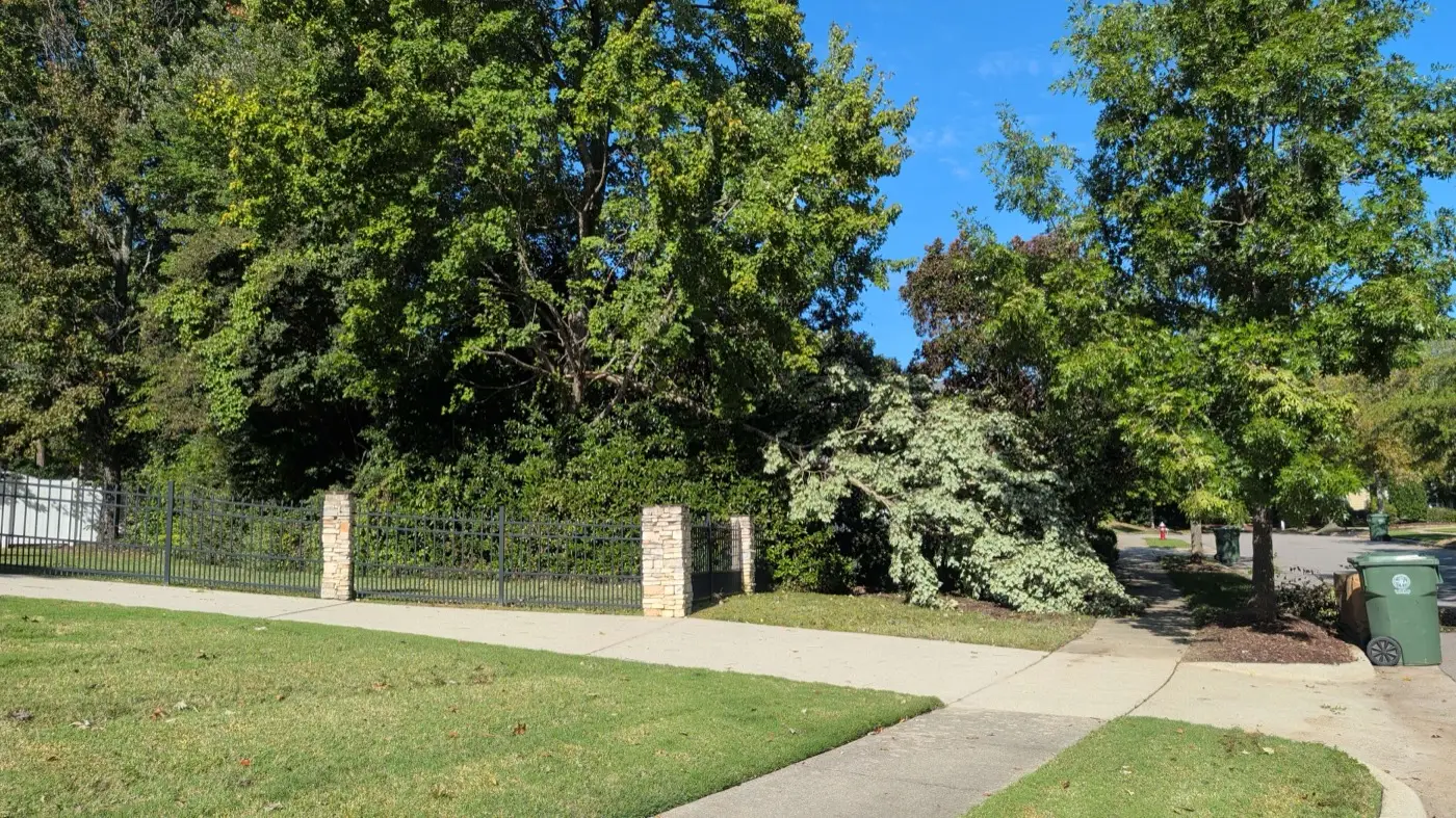 A partly snapped tree branch in the neighborhood north of the West Regional Library in west Cary, photographed by weather service surveyors on Tuesday, Oct. 13.