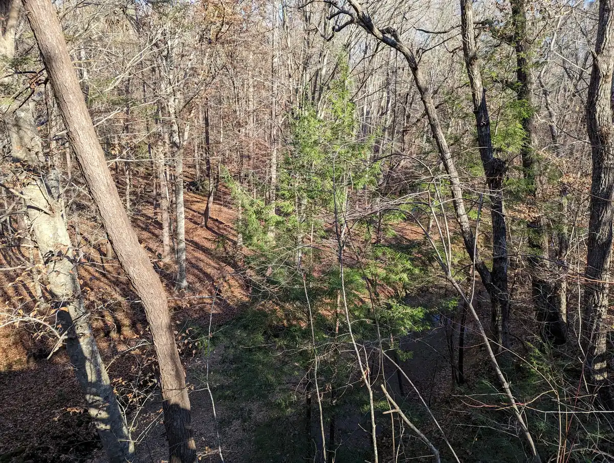 Looking down the wooded bluff at Hemlock Bluffs Nature Preserve in Cary, home to a stand of eastern hemlocks.