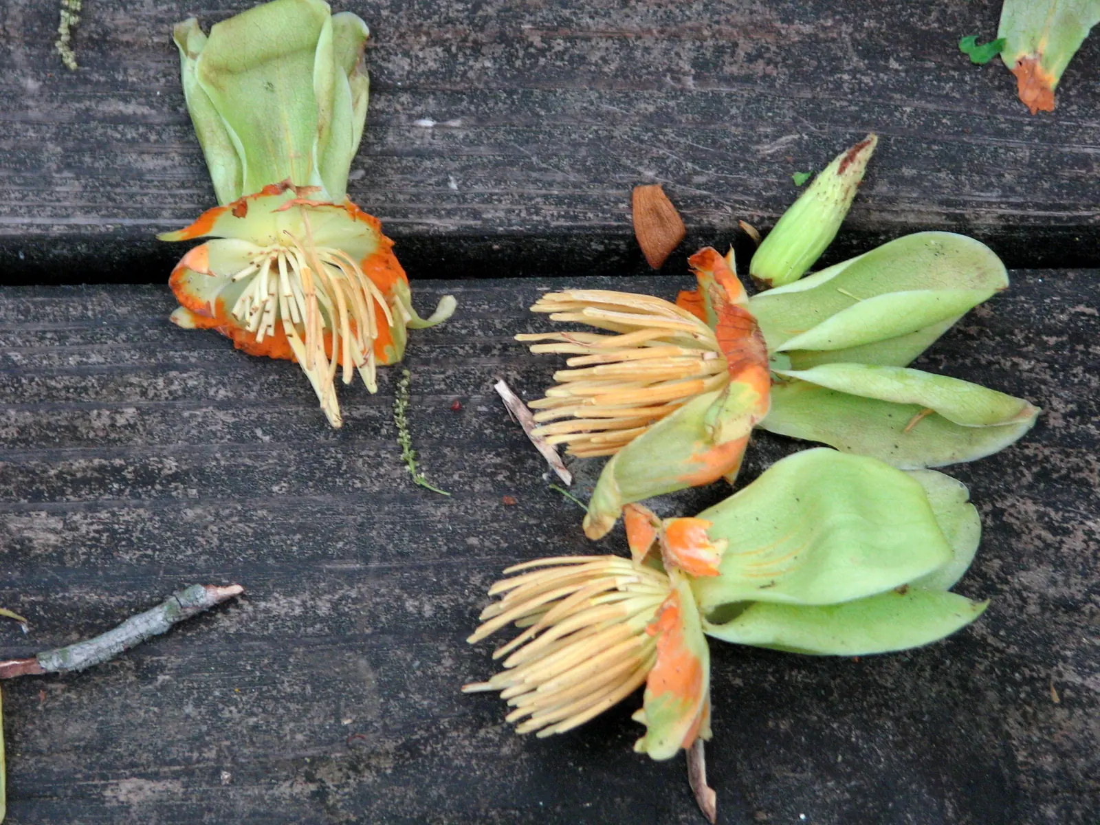 Tulip tree blossoms fallen on a boardwalk at Hemlock Bluffs Nature Preserve in Cary, which blooms in late spring.