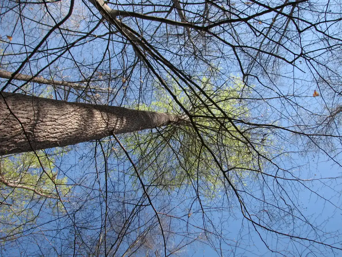 Looking up through a tall tree and new spring leaves on the Hinshaw Greenway in the Kildaire Farms area of Cary