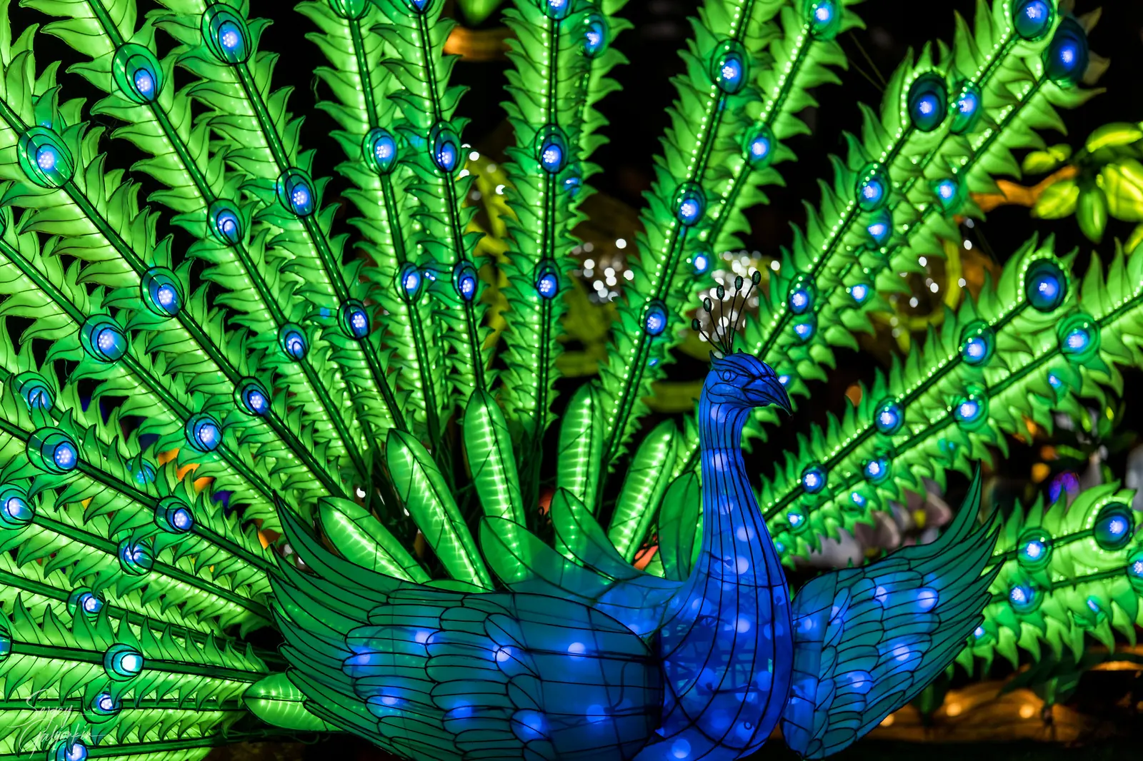A peacock lantern lit up at the North Carolina Chinese Lantern Festival at Koka Booth Amphitheatre in Cary.