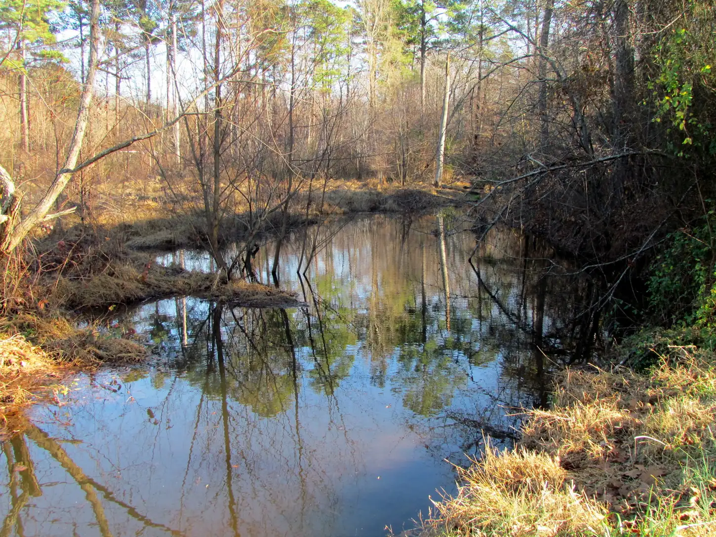 A still creek reflects bare winter trees at Fred G. Bond Metro Park in Cary.