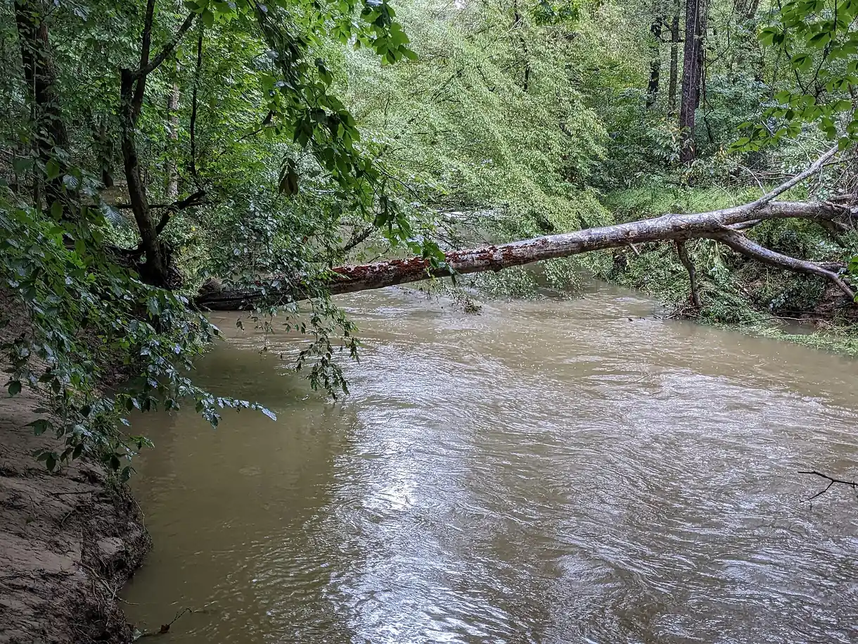 A tree brought down by the remnants of Hurricane Ian lies across Swift Creek at a nature preserve in Cary on Oct. 1, 2022.